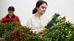 Anneler Günü Öncesi 30 Ülkeye Çiçek İhracatı - Haber İnternette - Son Dakika İnternet Haberleri